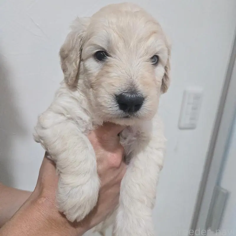 販売中の石川県のゴールデンドゥードル:ゴールデンレトリーバー×プードル-455849の4枚目