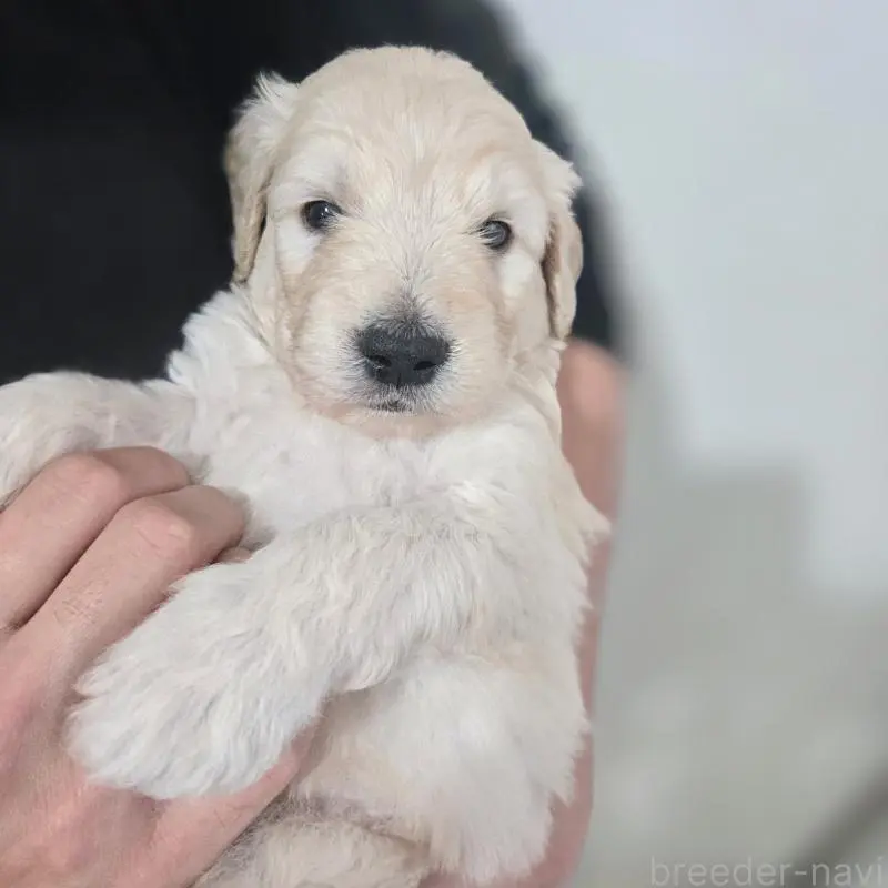 販売中の石川県のゴールデンドゥードル:ゴールデンレトリーバー×プードル-455849の3枚目