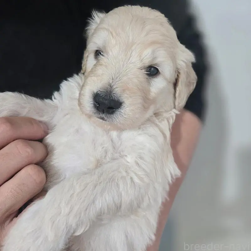 販売中の石川県のゴールデンドゥードル:ゴールデンレトリーバー×プードル-455849の2枚目