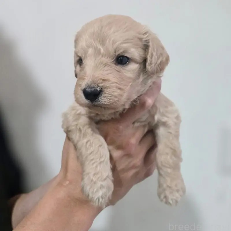 販売中の石川県のゴールデンドゥードル:ゴールデンレトリーバー×プードル-455850の5枚目