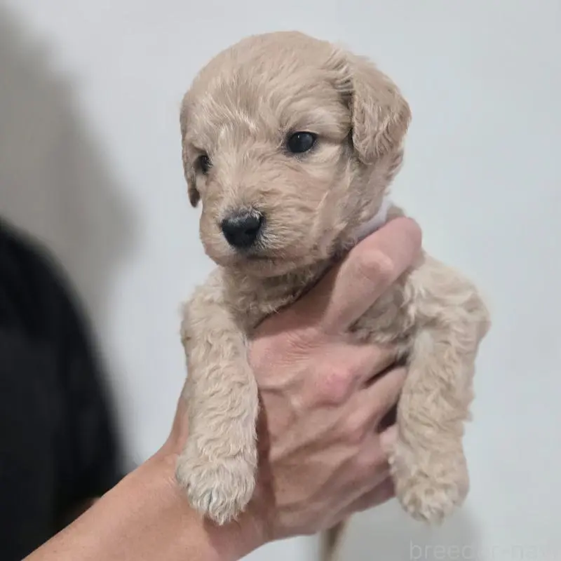 販売中の石川県のゴールデンドゥードル:ゴールデンレトリーバー×プードル-455850の4枚目