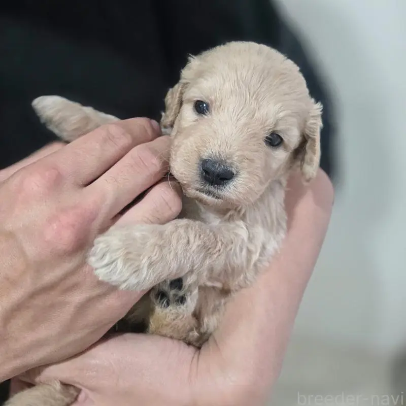 販売中の石川県のゴールデンドゥードル:ゴールデンレトリーバー×プードル-455850の3枚目