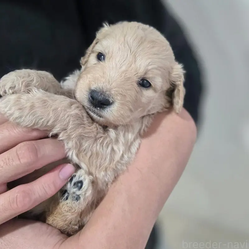 販売中の石川県のゴールデンドゥードル:ゴールデンレトリーバー×プードル-455850の2枚目