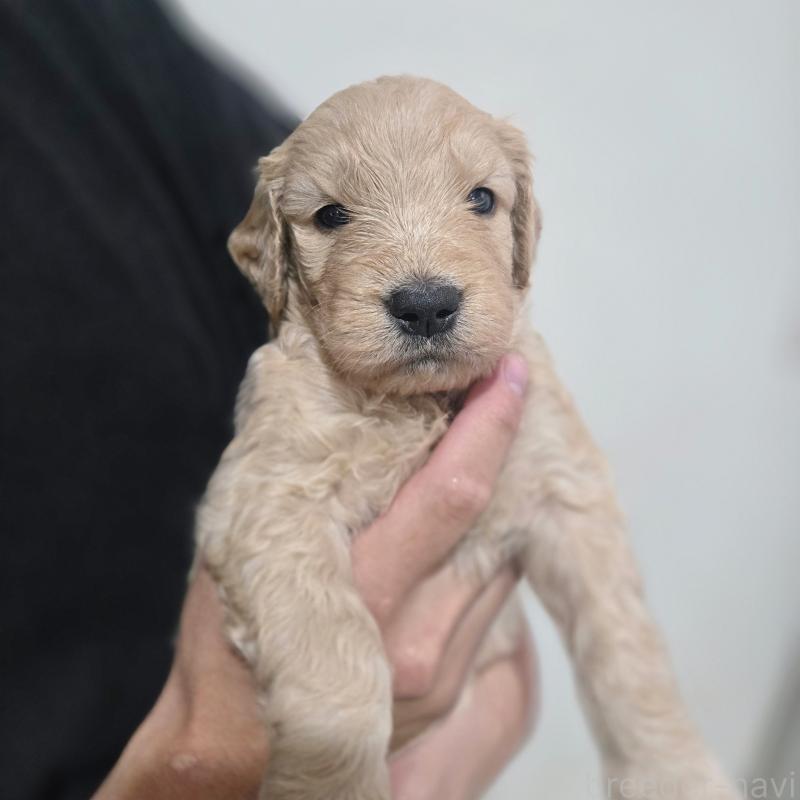 販売中の石川県のゴールデンドゥードル:ゴールデンレトリーバー×プードル-455851