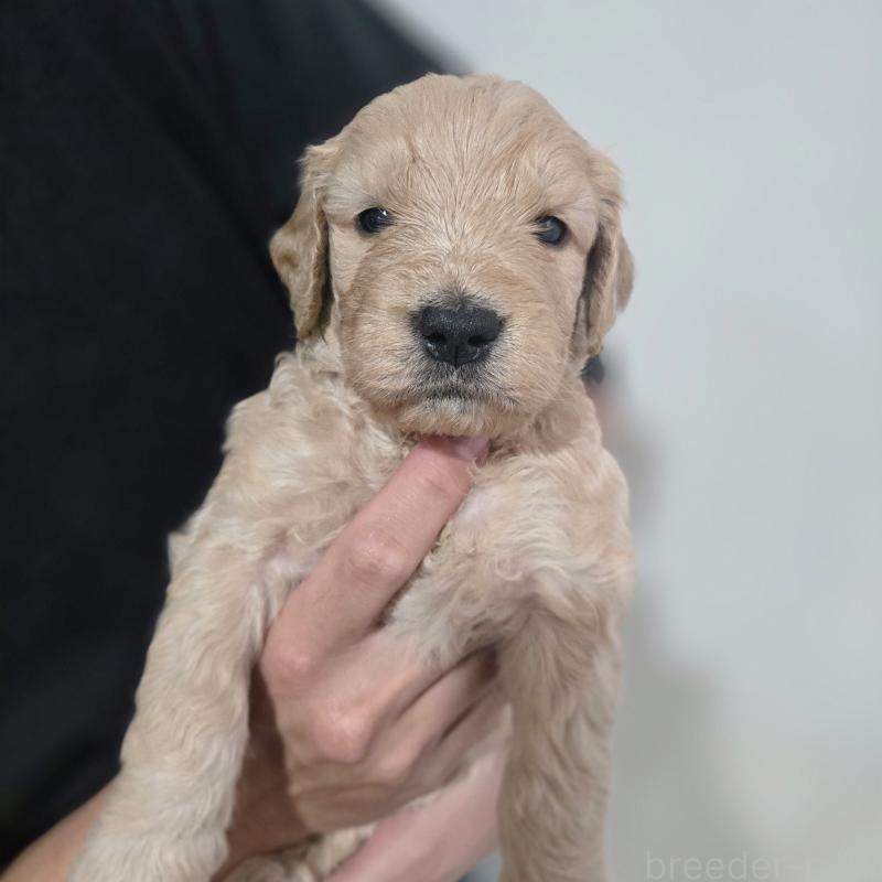 販売中の石川県のゴールデンドゥードル:ゴールデンレトリーバー×プードル-455851の6枚目
