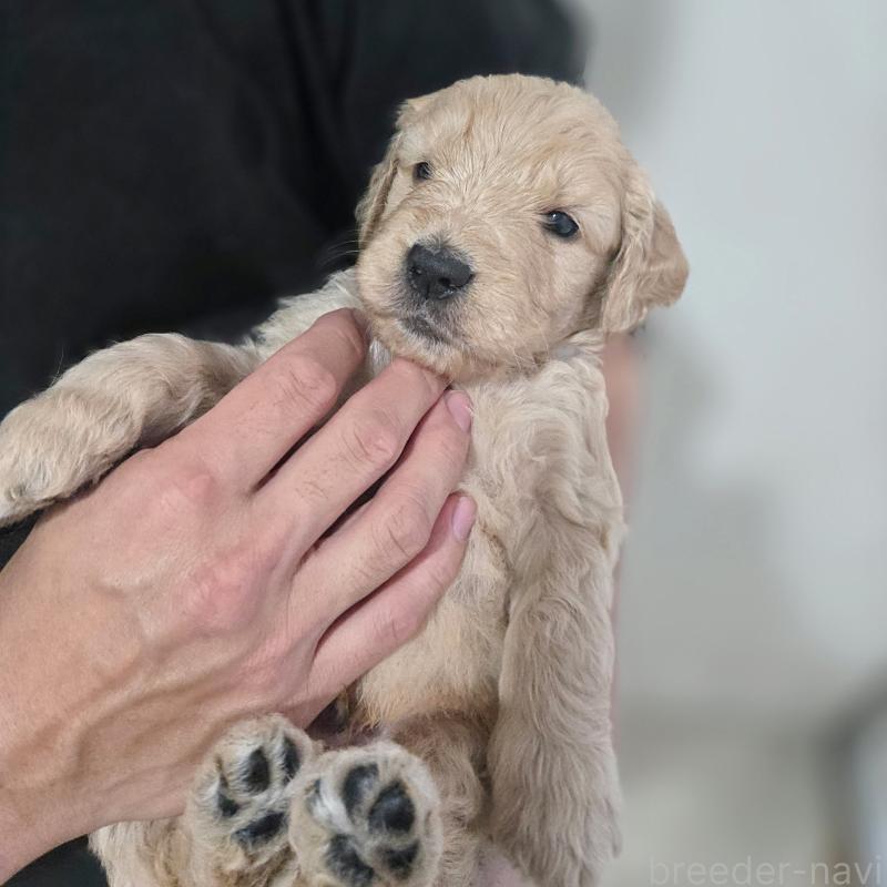 販売中の石川県のゴールデンドゥードル:ゴールデンレトリーバー×プードル-455851の4枚目