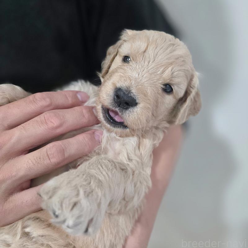 販売中の石川県のゴールデンドゥードル:ゴールデンレトリーバー×プードル-455851の3枚目