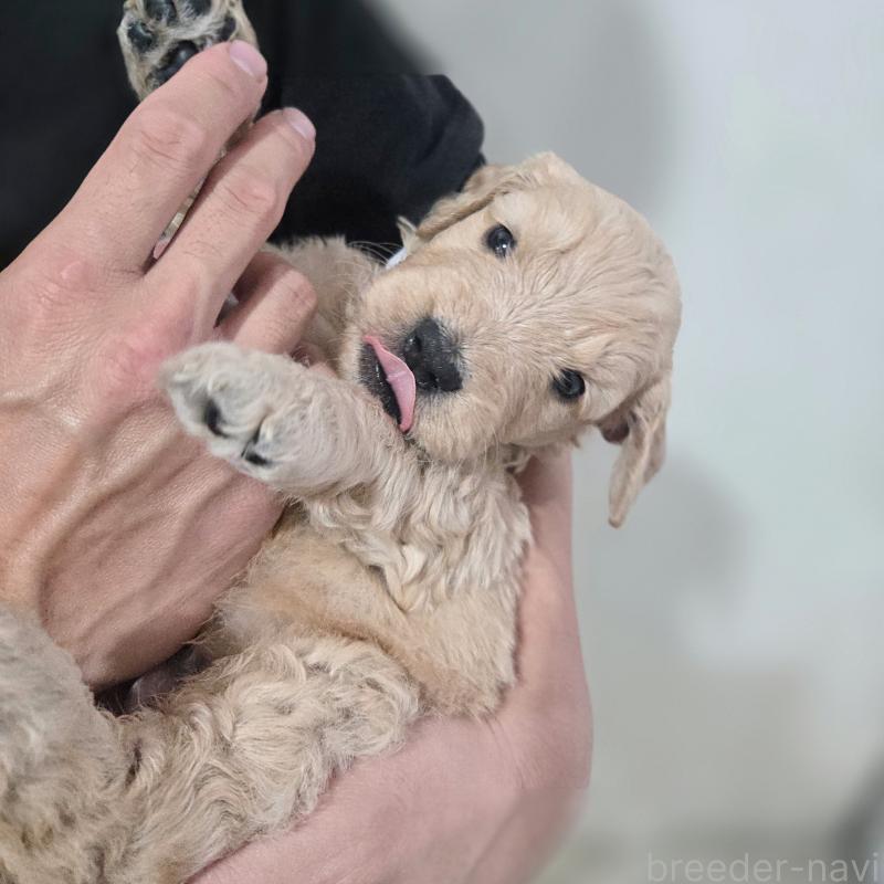 販売中の石川県のゴールデンドゥードル:ゴールデンレトリーバー×プードル-455851の2枚目