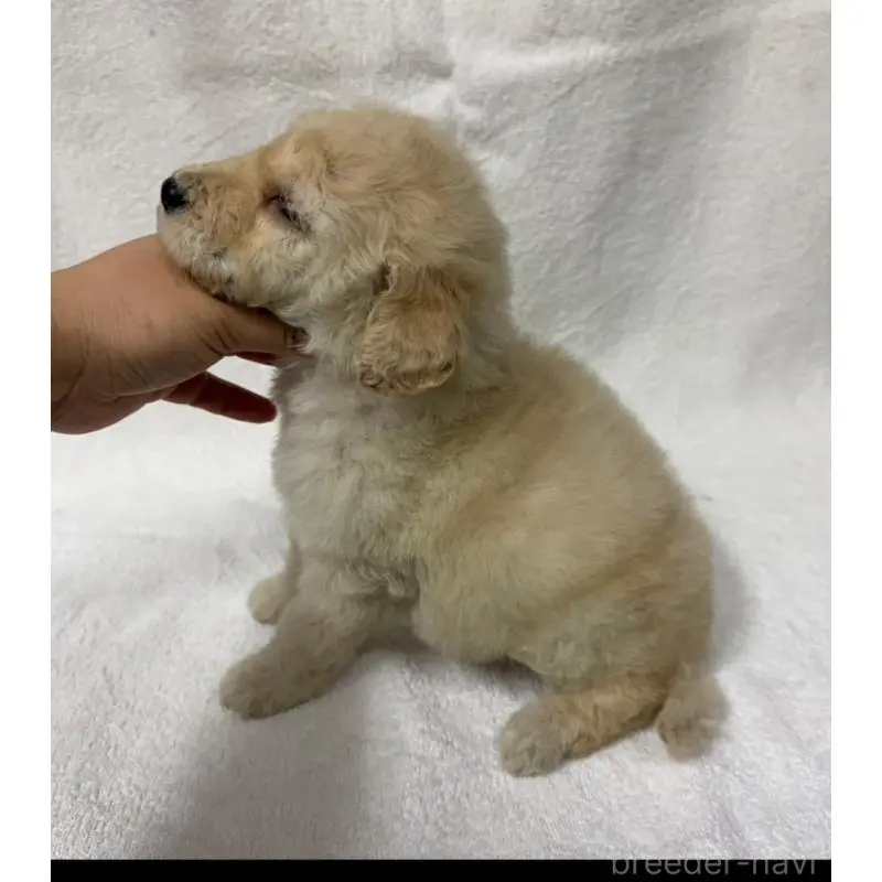 販売中の東京都のスタンダードプードル-455852の4枚目