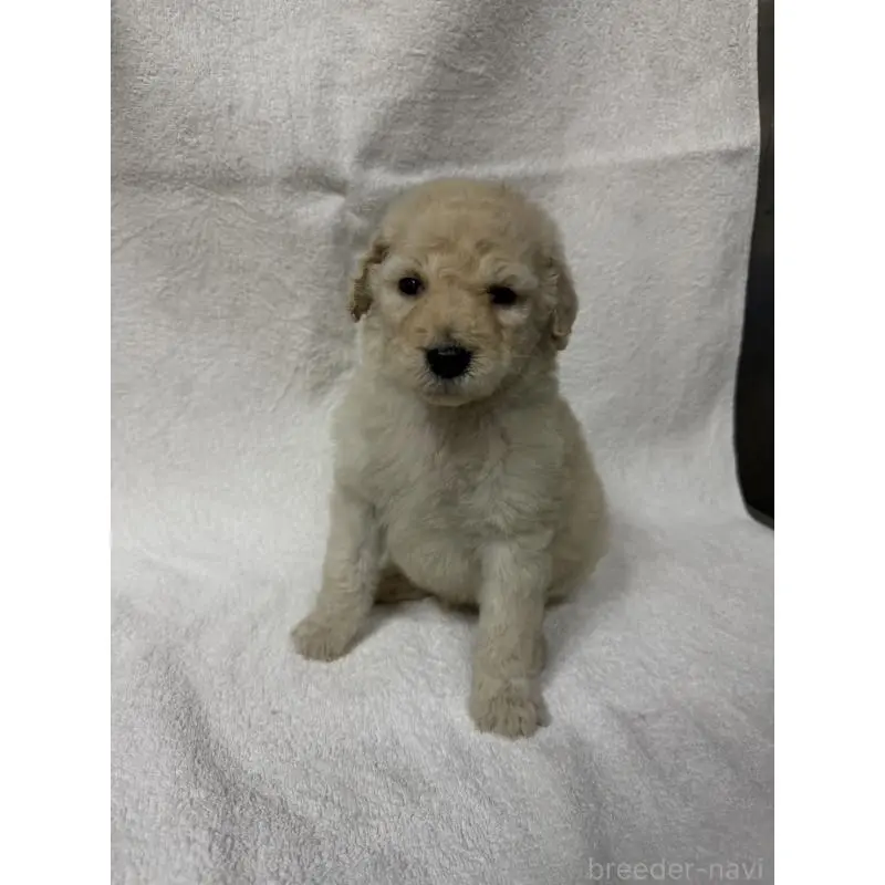 販売中の東京都のスタンダードプードル-455852の3枚目