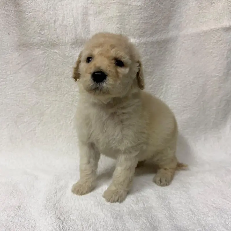 販売中の東京都のスタンダードプードル-455852の2枚目