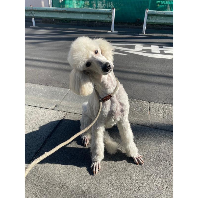 ロサちゃん2枚目