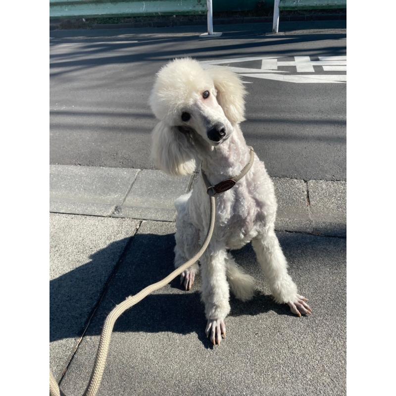 ロサちゃん3枚目