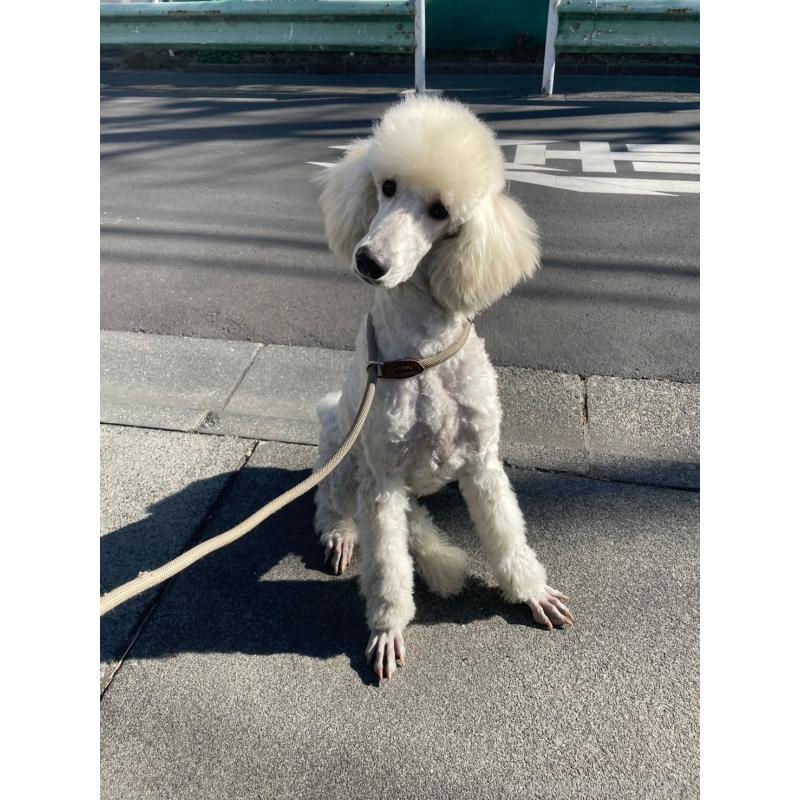 ロサちゃん4枚目