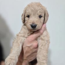 ♀︎ゴールデンドゥードル:ゴールデンレトリーバー×プードル