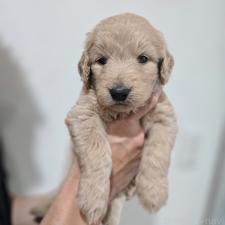 ♀︎ゴールデンドゥードル:ゴールデンレトリーバー×プードル