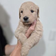 ♀︎ゴールデンドゥードル:ゴールデンレトリーバー×プードル