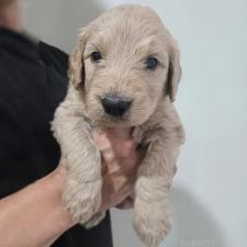 ♀︎ゴールデンドゥードル:ゴールデンレトリーバー×プードル