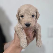 ♀︎ゴールデンドゥードル:ゴールデンレトリーバー×プードル