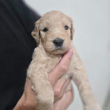 ♀︎ゴールデンドゥードル:ゴールデンレトリーバー×プードル