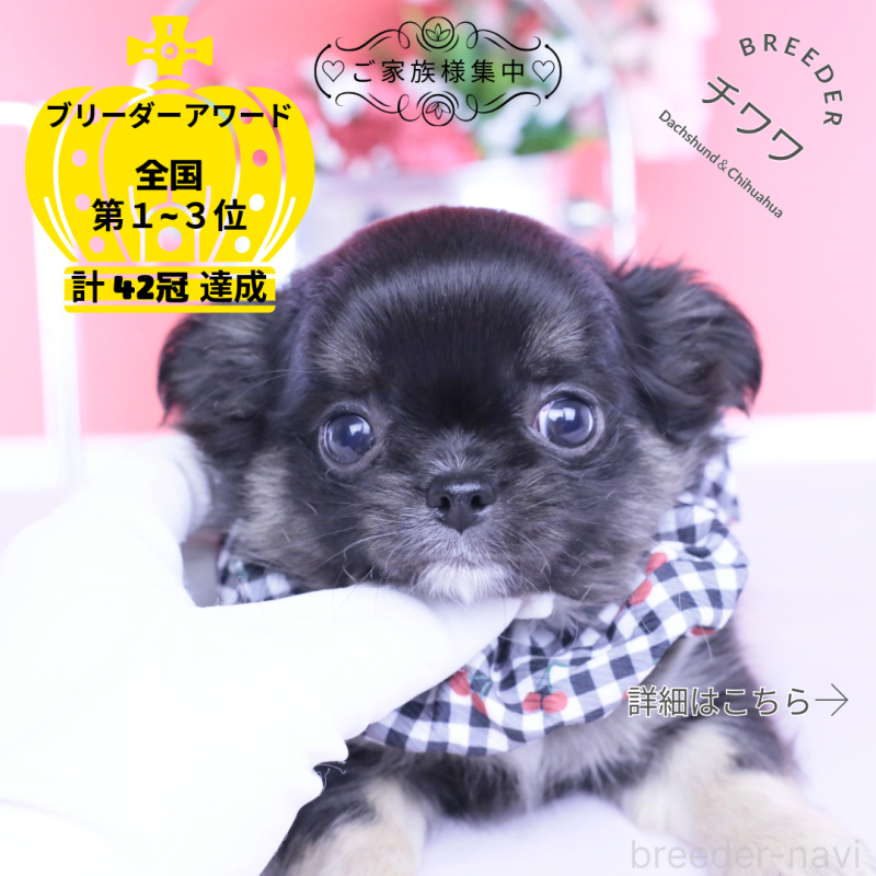 販売中の愛知県のチワワ(ロングコート)-453643