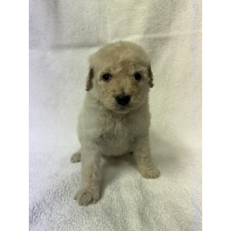 販売中の東京都のスタンダードプードル-455853の4枚目