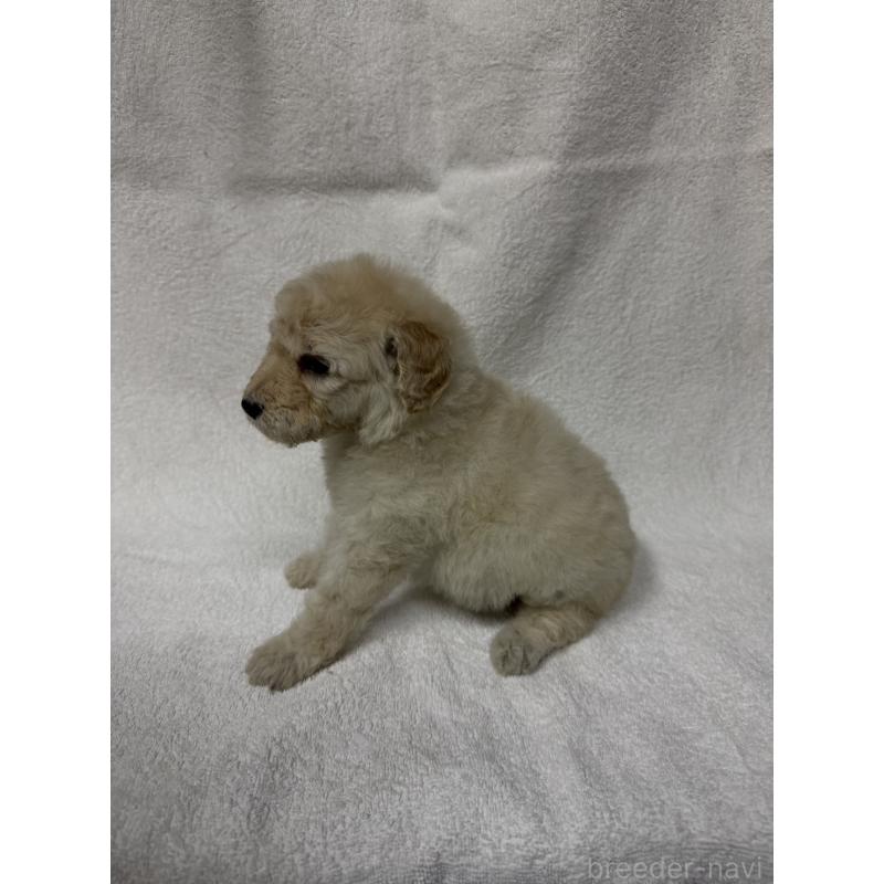 販売中の東京都のスタンダードプードル-455853の3枚目