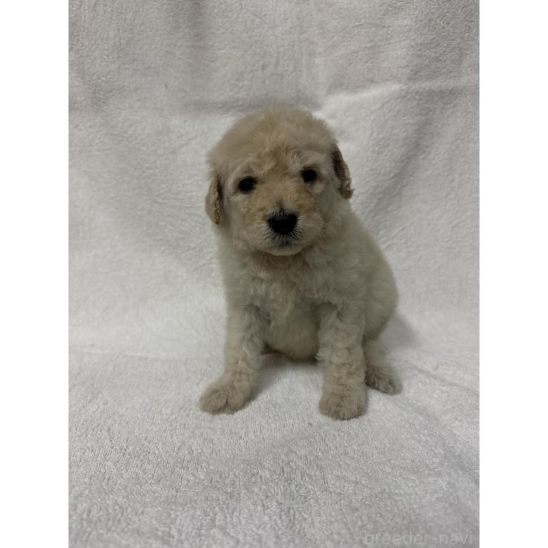 販売中の東京都のスタンダードプードル-455853の2枚目