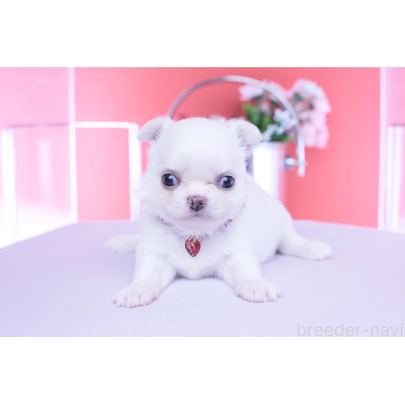 販売中の愛知県のチワワ(ロングコート)-455854の10枚目