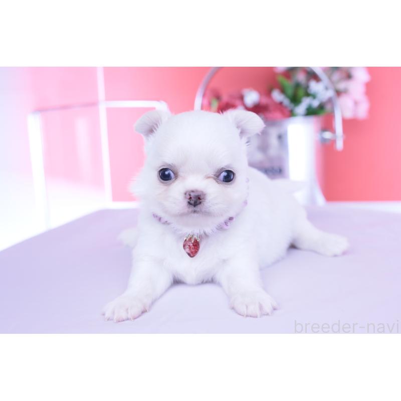 販売中の愛知県のチワワ(ロングコート)-455854の9枚目