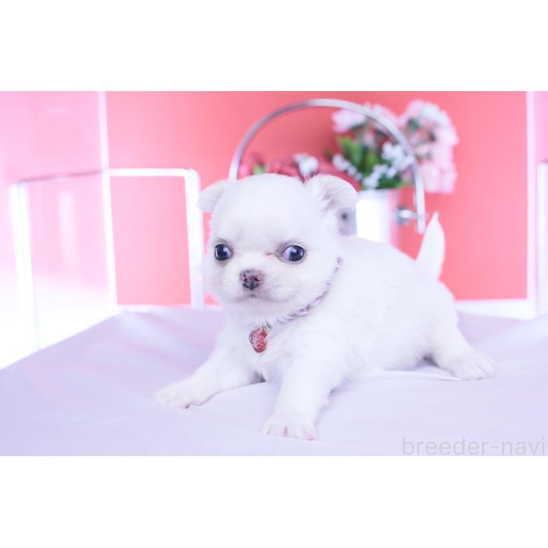 販売中の愛知県のチワワ(ロングコート)-455854の8枚目