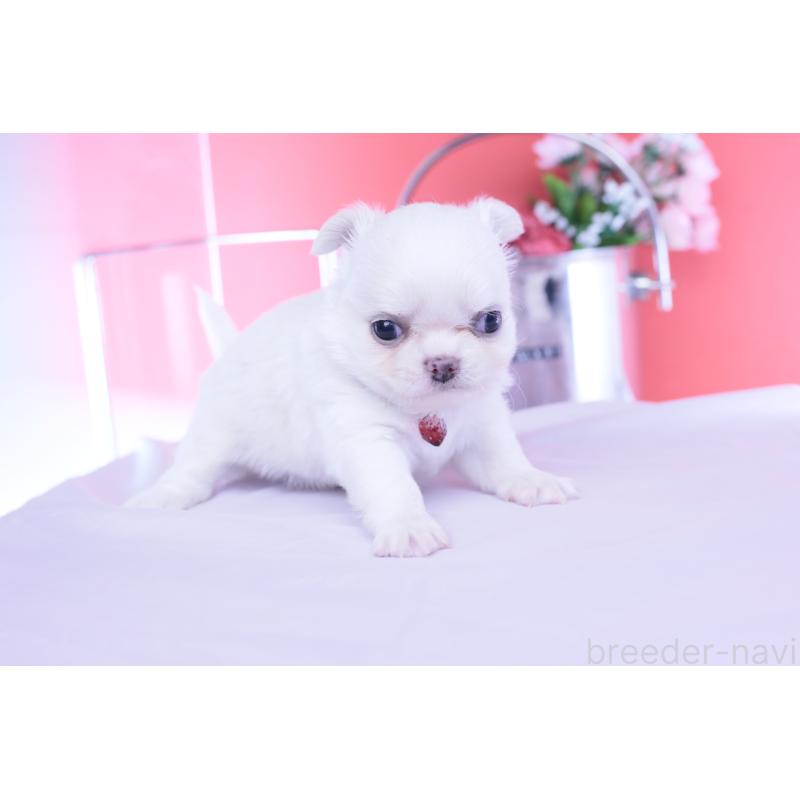 販売中の愛知県のチワワ(ロングコート)-455854の7枚目