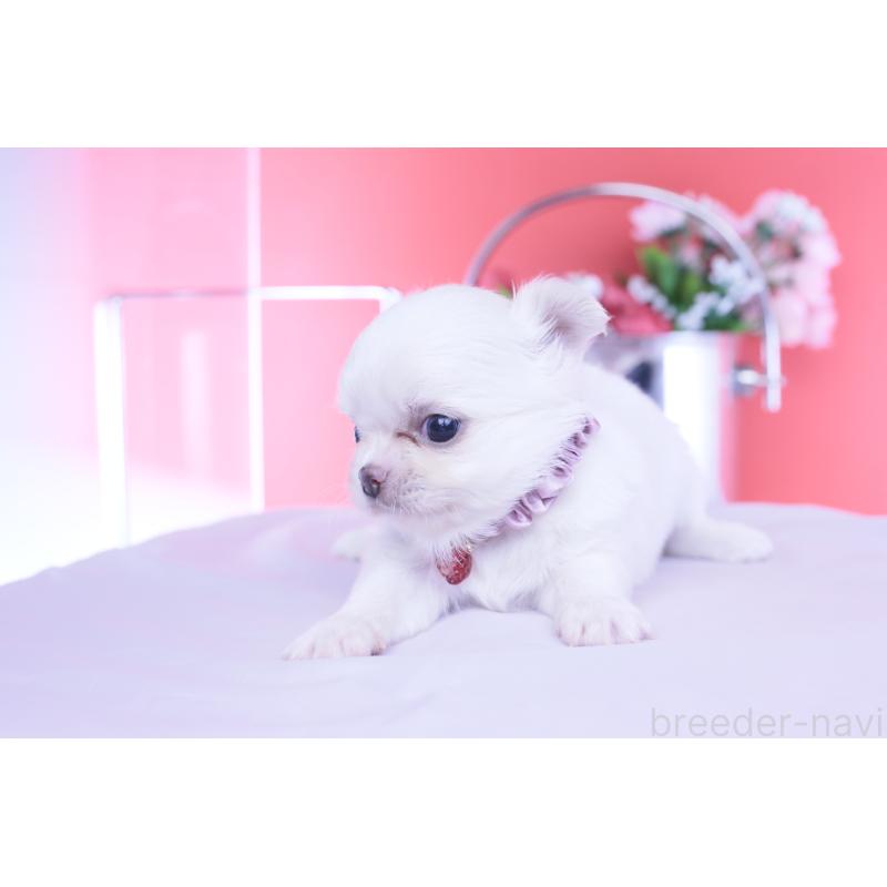 販売中の愛知県のチワワ(ロングコート)-455854の6枚目