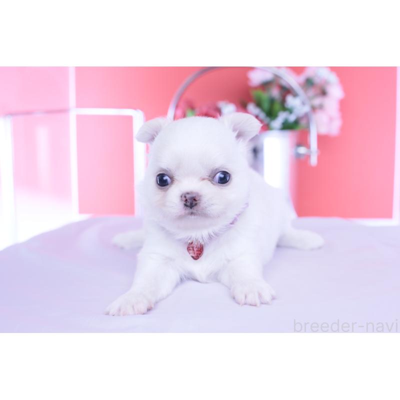 販売中の愛知県のチワワ(ロングコート)-455854の5枚目