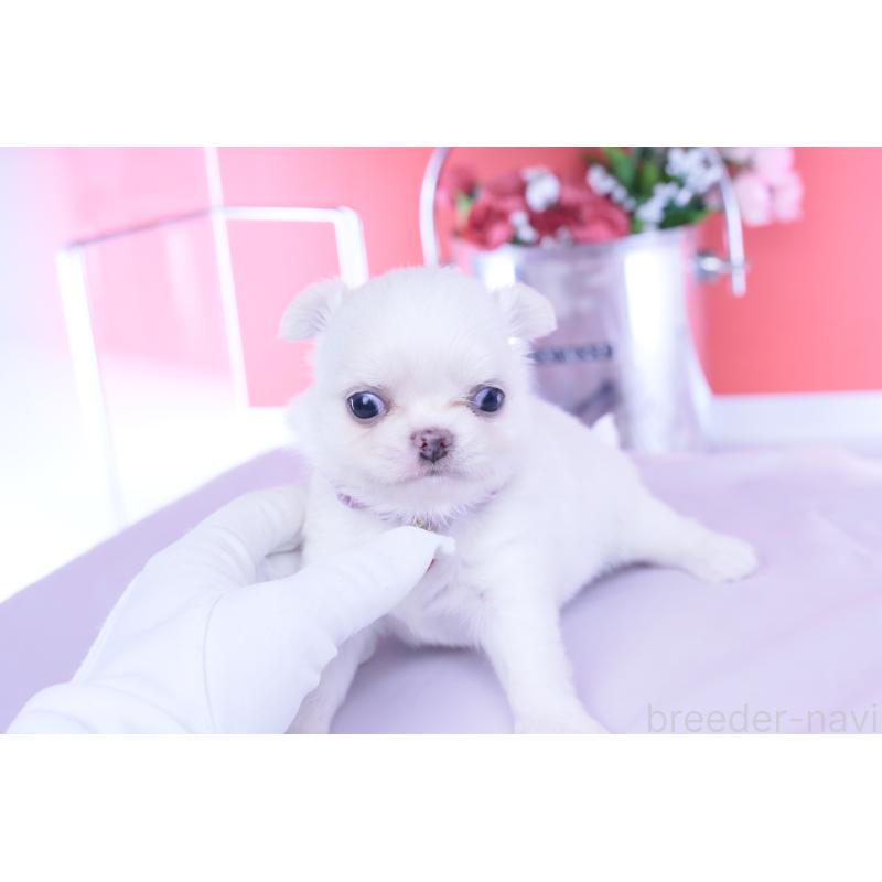 販売中の愛知県のチワワ(ロングコート)-455854の4枚目