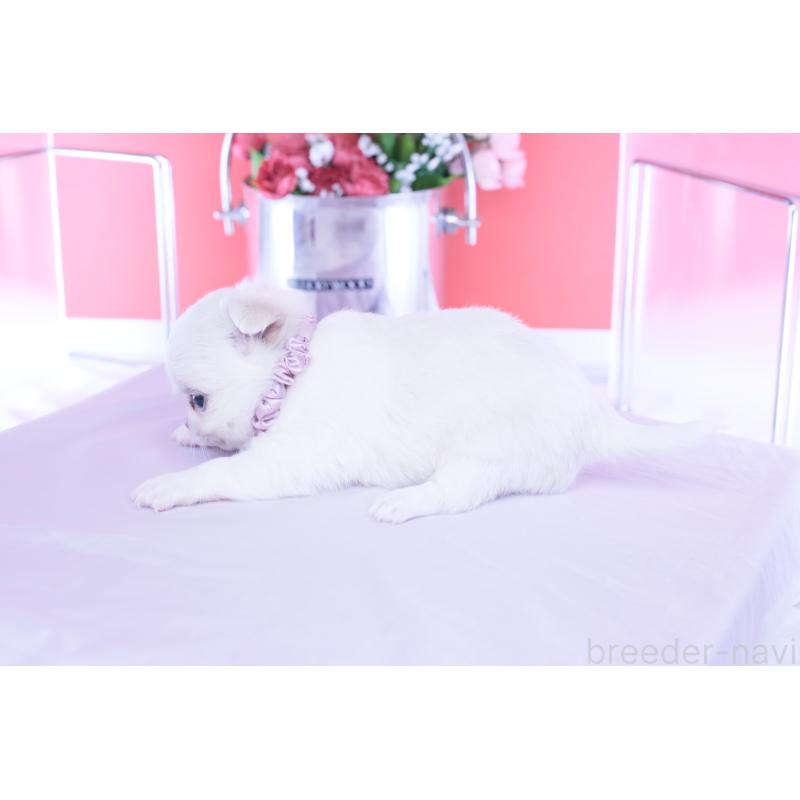 販売中の愛知県のチワワ(ロングコート)-455854の2枚目