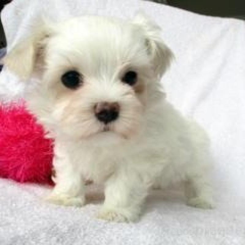 販売中の茨城県のマルチーズ-455855