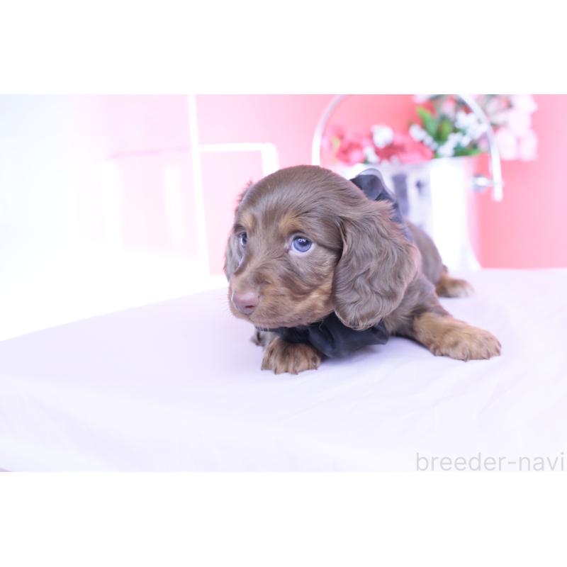 販売中の愛知県のカニンヘンダックスフンド(ロングヘアード)-455856の8枚目