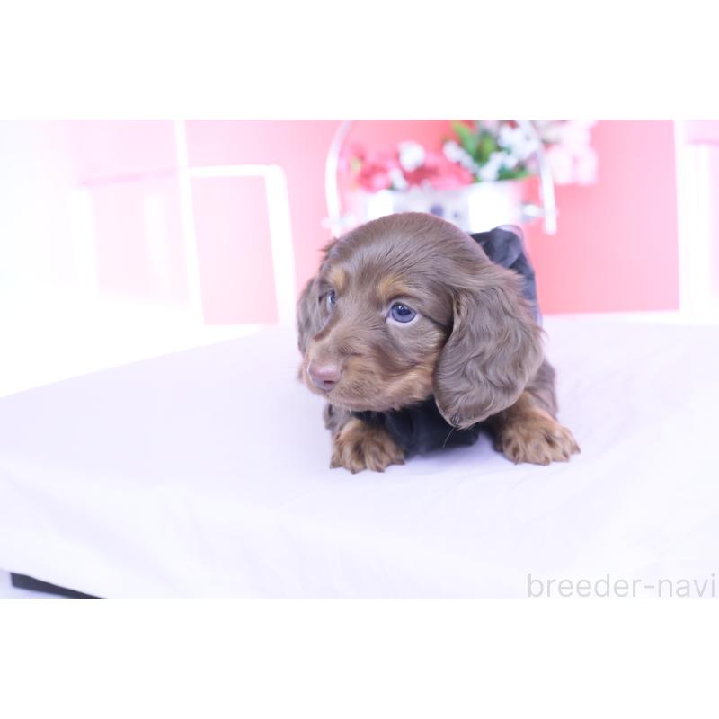 販売中の愛知県のカニンヘンダックスフンド(ロングヘアード)-455856の7枚目