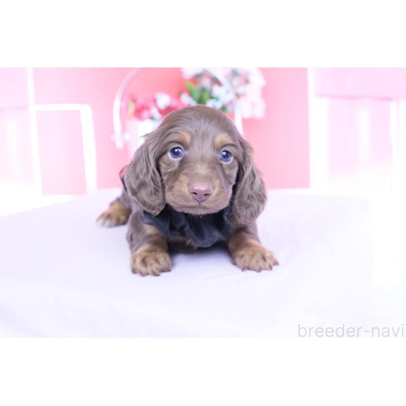 販売中の愛知県のカニンヘンダックスフンド(ロングヘアード)-455856の6枚目