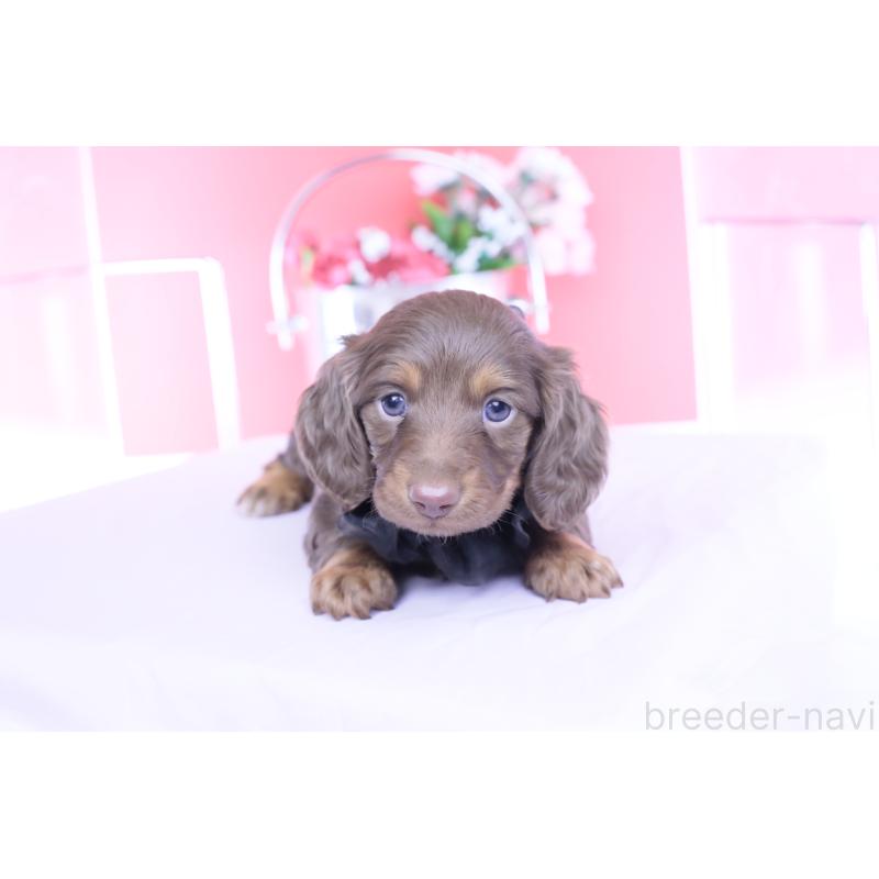 販売中の愛知県のカニンヘンダックスフンド(ロングヘアード)-455856の5枚目