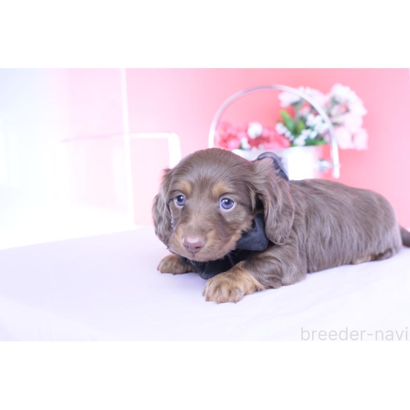 販売中の愛知県のカニンヘンダックスフンド(ロングヘアード)-455856の4枚目