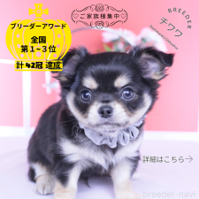 ♀︎チワワ(ロングコート)