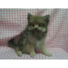 ♀︎ポメラニアン