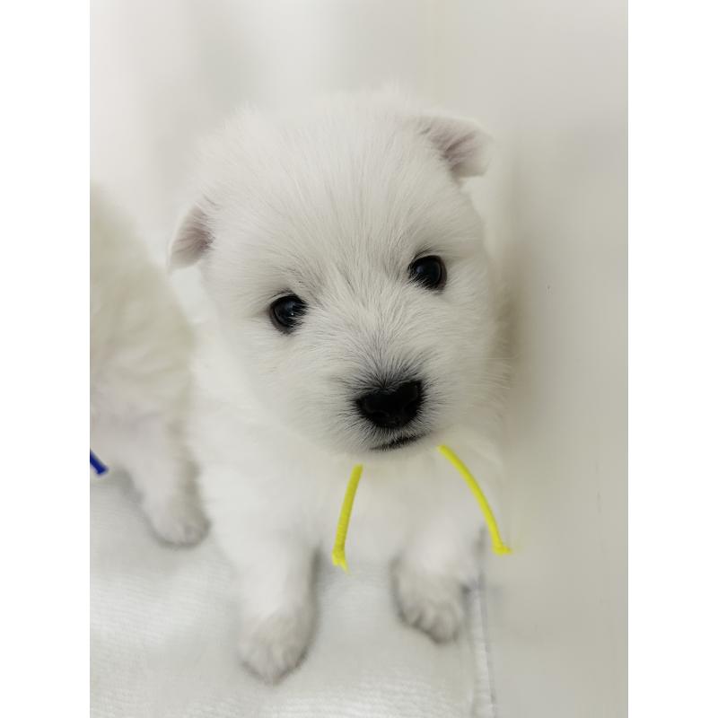 販売中の千葉県の日本スピッツ-455073の5枚目