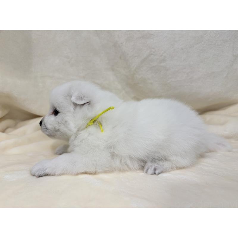 販売中の千葉県の日本スピッツ-455073の4枚目