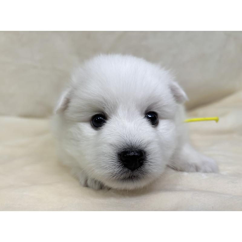 販売中の千葉県の日本スピッツ-455073の3枚目