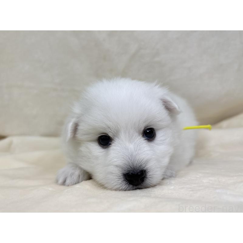 販売中の千葉県の日本スピッツ-455073の2枚目