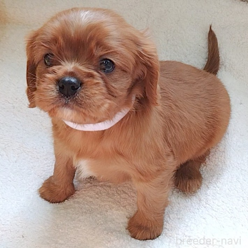 販売中の神奈川県のキャバリアキングチャールズスパニエル-456133の14枚目