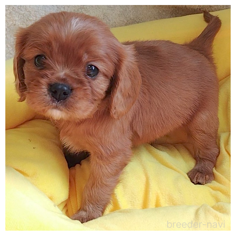 販売中の神奈川県のキャバリアキングチャールズスパニエル-456133の13枚目